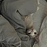 Alisa is registered to the contest to win money with this photo: cat, blanket, bed, bedding, gray, white, animal, pet, indoor, curious, head, upside_down, resting, human_arm, cozy, soft, fabric, sleeping_area, cute, domestic