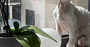 Alisa is registered to the contest to win money with this photo: cat, orchid, flower, plant, windowsill, sunlight, window, indoor, pet, curious, white_cat, purple_flower, green_leaves, modern_building, shadow, daylight, small_cat, sitting, looking_up, decor