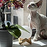 cat, orchid, flower, plant, windowsill, sunlight, window, indoor, pet, curious, white_cat, purple_flower, green_leaves, modern_building, shadow, daylight, small_cat, sitting, looking_up, decor