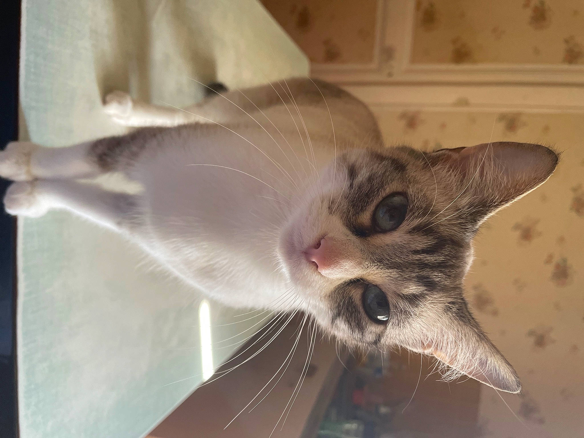 Poulou a rejoint le concours — aidez-le/la à gagner de superbes lots ! carnivore, cat, claw, collar, comfort, domestic_short_haired_cat, ear, fang, fawn, felidae, fur, jaw, paw, plant, small_to_medium_sized_cats, snout, tail, whiskers