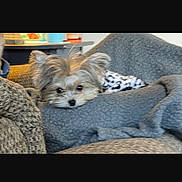 Hazel Kate is registered to the contest to win money with this photo: blanket, couch, cozy, dog, ears, eyes, fur, home_interior, living_room, nose, patterned_blanket, pet_bed, puppy, resting, shelf, small_dog, sofa, table, throw_blanket, yorkshire_terrier