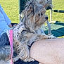 Hazel Kate is registered to the contest to win money with this photo: dog, fluffy, grass, harness, lace_harness, lap, lawn_chair, leash, long_fur, outdoor, park, person_leg, pet, pink_leash, portrait, side_profile, sitting, small_dog, sunny, yorkshire_terrier