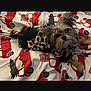 Hazel Kate joined the competition — help win amazing prizes! bed, bedding, blanket, christmas_pattern, companion, cozy, cute, dog, fur, holiday_theme, indoor, leopard_print_coat, looking_at_camera, paws, pet, pet_clothing, portrait, sleepy, small_dog, yorkshire_terrier