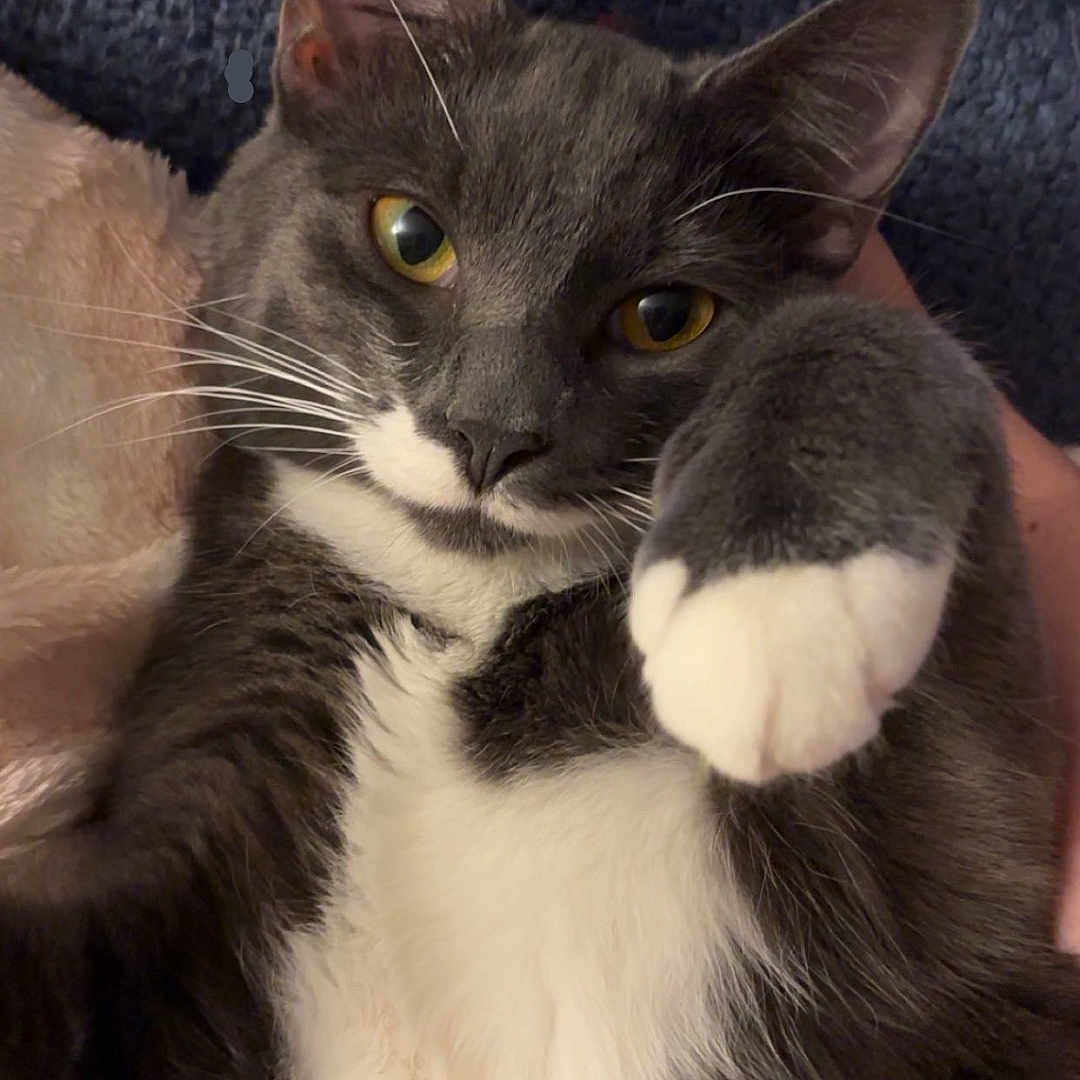 Teddy joined the competition — help win amazing prizes! animal, blanket, cat, close_up, cute, domestic_cat, feline, fur, gray_cat, indoor, paw, pet, playful, portrait, relaxed, soft_texture, sticker, whiskers, white_fur, yellow_eyes