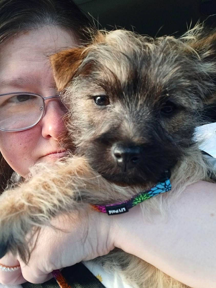 Marylin is registered to the contest to win money with this photo: canidae, carnivore, companion_dog, dog, dog_breed, ear, eyewear, fur, glasses, happy, small_terrier, snout, sporting_group, terrier, toy_dog, working_animal