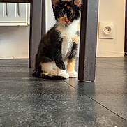Siya a rejoint le concours — aidez-le/la à gagner de superbes lots ! kitten, cat, calico, indoor, floor, chair, wooden_chair, shoe, curious, pet, animal, small, cute, feline, domestic, sitting, young, home, floor_tiles, looking