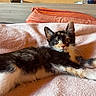 Siya participe au concours pour gagner de l'argent avec cette photo : kitten, cat, calico, pet, animal, feline, cute, resting, blanket, bed, indoor, cozy, fur, whiskers, ears, stretching, comfort, relaxed, soft, closeup