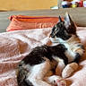 Siya participe au concours pour gagner de l'argent avec cette photo : kitten, cat, tuxedo_cat, pet, animal, bedroom, blanket, soft_texture, feline, cute, young_animal, resting, indoors, fur, whiskers, paws, pink, orange_pillow, wooden_headboard, cozy