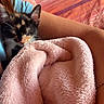 kitten, calico_cat, blanket, bed, person, lap, sleeping, cozy, soft, furniture, indoor, resting, pet, fur, cute, animal, comfort, warm, relaxation, home