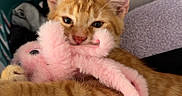 Tao participe au concours pour gagner de l'argent avec cette photo : cat, kitten, orange_tabby, plush_toy, pink_octopus, laundry_basket, clothing, fabric, indoor, pet, cute, cozy, animal, toy, feline, soft, cuddle, resting, playful, young