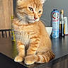 Tao a rejoint le concours — aidez-le/la à gagner de superbes lots ! cat, kitten, orange_tabby, feline, pet, table, wooden_table, indoor, curious, sitting, fur, whiskers, ears, domestic_animal, household, bottle, kitchen, background_blur, young, cute