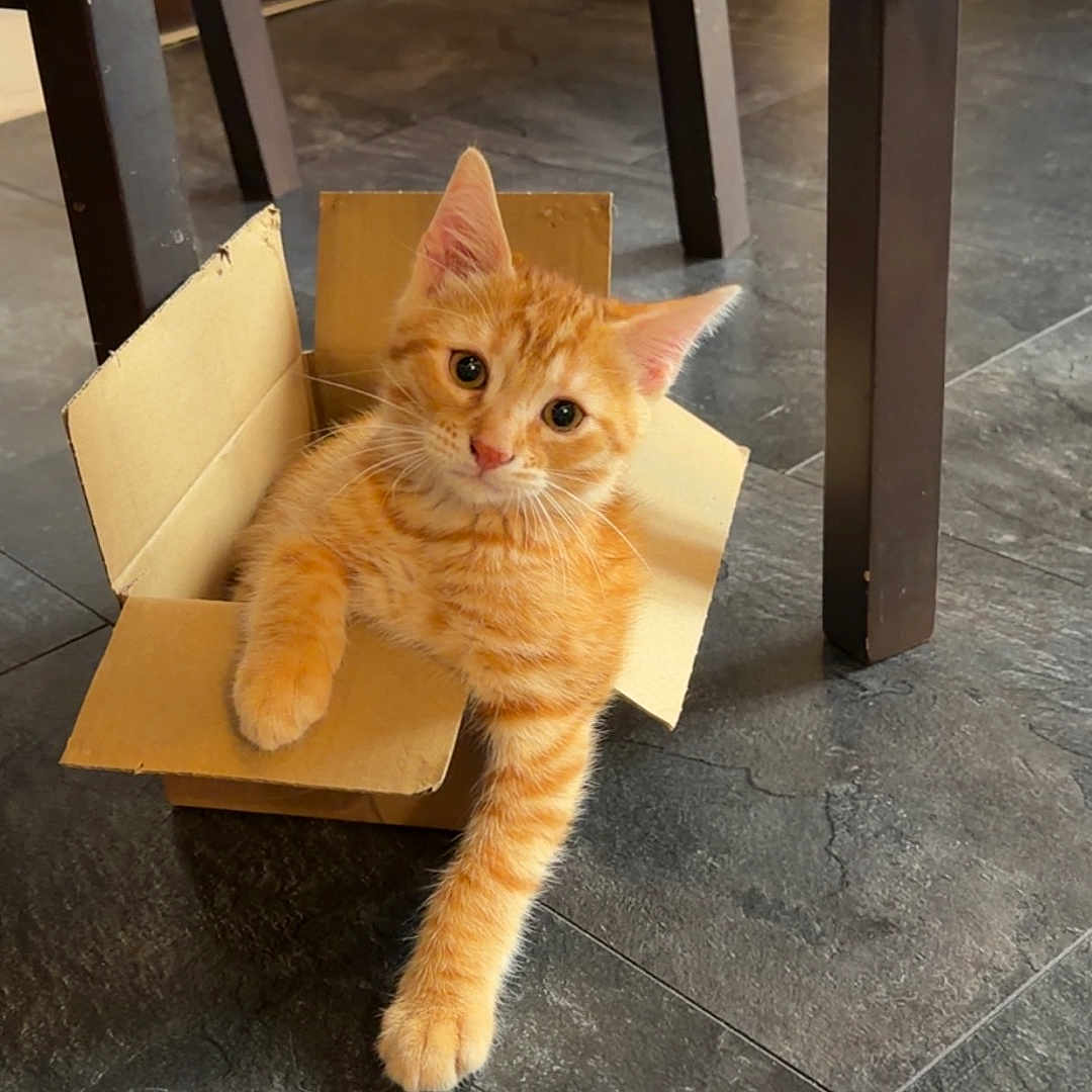 Tao a rejoint le concours — aidez-le/la à gagner de superbes lots ! kitten, cat, orange_tabby, cardboard_box, floor, tile_floor, paw, chair, wooden_chair, indoor, pet, cute, animal, feline, young_cat, relaxed, playful, domestic_cat, small_box, resting