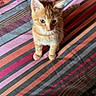 Tao a rejoint le concours — aidez-le/la à gagner de superbes lots ! kitten, cat, orange_tabby, bedspread, striped, pattern, indoor, pet, feline, curious, young, small, whiskers, ears, sitting, cozy, colorful, soft_light, floor, home
