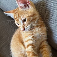 Tao a rejoint le concours — aidez-le/la à gagner de superbes lots ! kitten, cat, orange_tabby, feline, pet, cute, whiskers, fur, couch, indoor, relaxing, young_animal, closeup, portrait, domestic_cat, animal, texture, soft_light, seated, curious