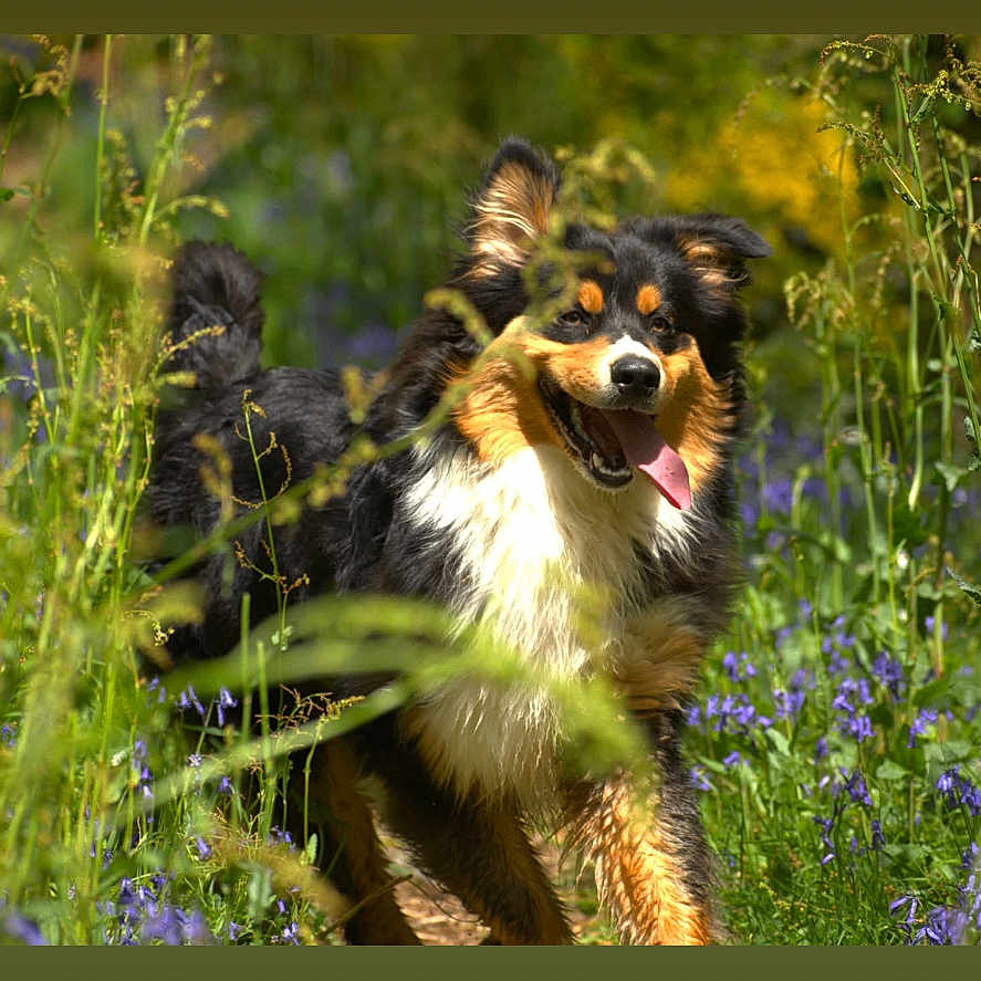 Vegas a rejoint le concours — aidez-le/la à gagner de superbes lots ! airedale, animal, canine, cockerspaniel, collie, countryside, dog, field, flower, germanshepherd, grass, grassland, hound, nature, outdoors, papillon, pet, plant, puppy, terrier