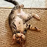 cat, kitten, tabby, pet, collar, carpet, indoor, playful, cute, feline, animal, fur, whiskers, paw, tail, relaxed, looking_up, domestic, young, lying_down