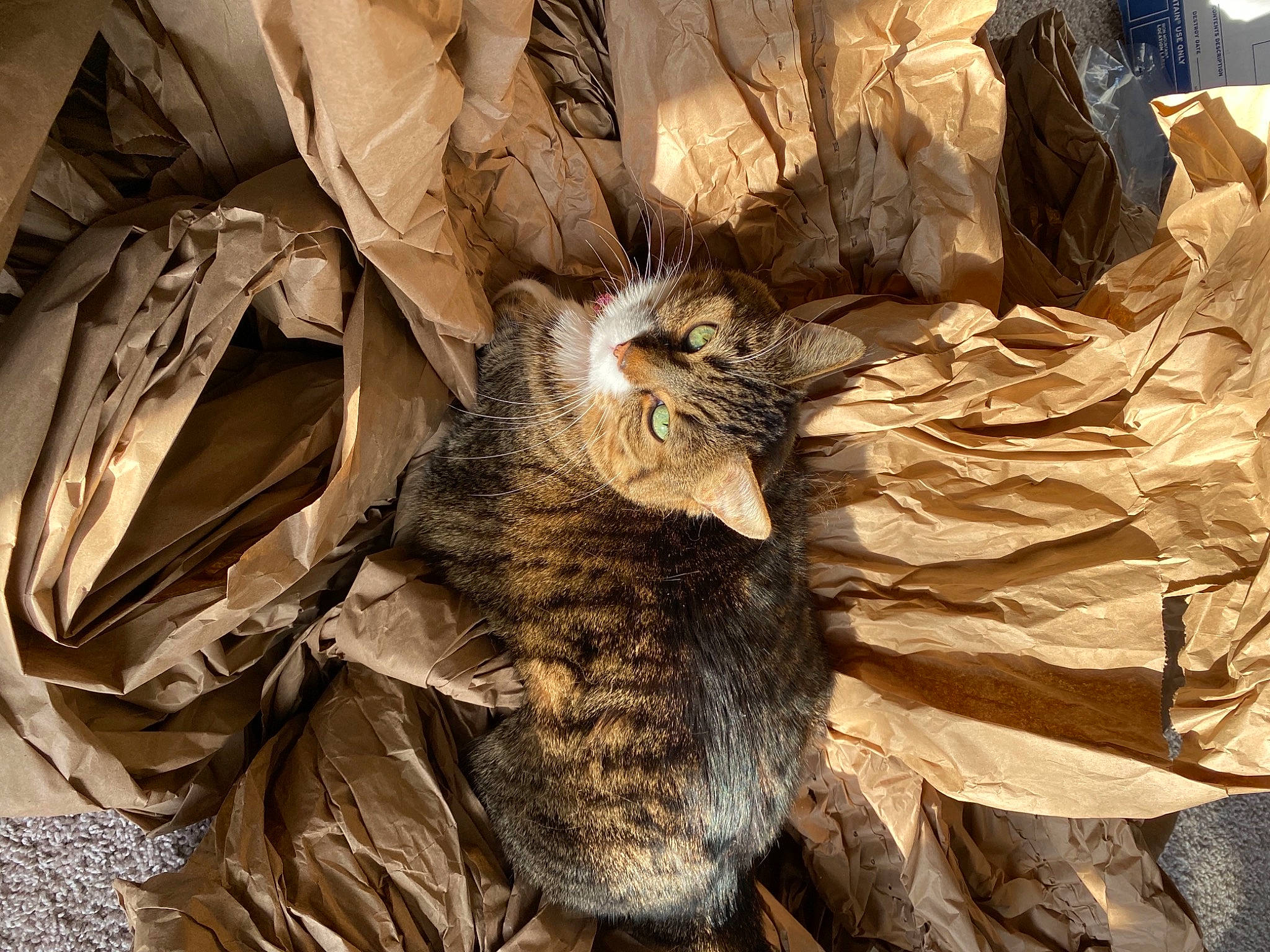 Meatball joined the competition — help win amazing prizes! brown, carnivore, cat, comfort, domestic_short_haired_cat, felidae, fur, landscape, pattern, rock, shadow, small_to_medium_sized_cats, tail, terrestrial_animal, trunk, whiskers, wildlife, wood