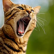 Telgruc participe au concours pour gagner de l'argent avec cette photo : cat, tabby, whiskers, mouth, open_mouth, close_up, animal, pet, feline, ears, nose, fur, outdoor, green_background, nature, expression, yawning, face, portrait, wildlife