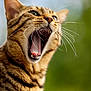 cat, tabby, whiskers, mouth, open_mouth, close_up, animal, pet, feline, ears, nose, fur, outdoor, green_background, nature, expression, yawning, face, portrait, wildlife