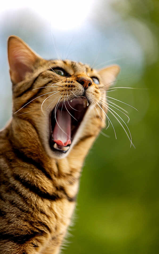 Telgruc participe au concours pour gagner de l'argent avec cette photo : cat, tabby, whiskers, mouth, open_mouth, close_up, animal, pet, feline, ears, nose, fur, outdoor, green_background, nature, expression, yawning, face, portrait, wildlife