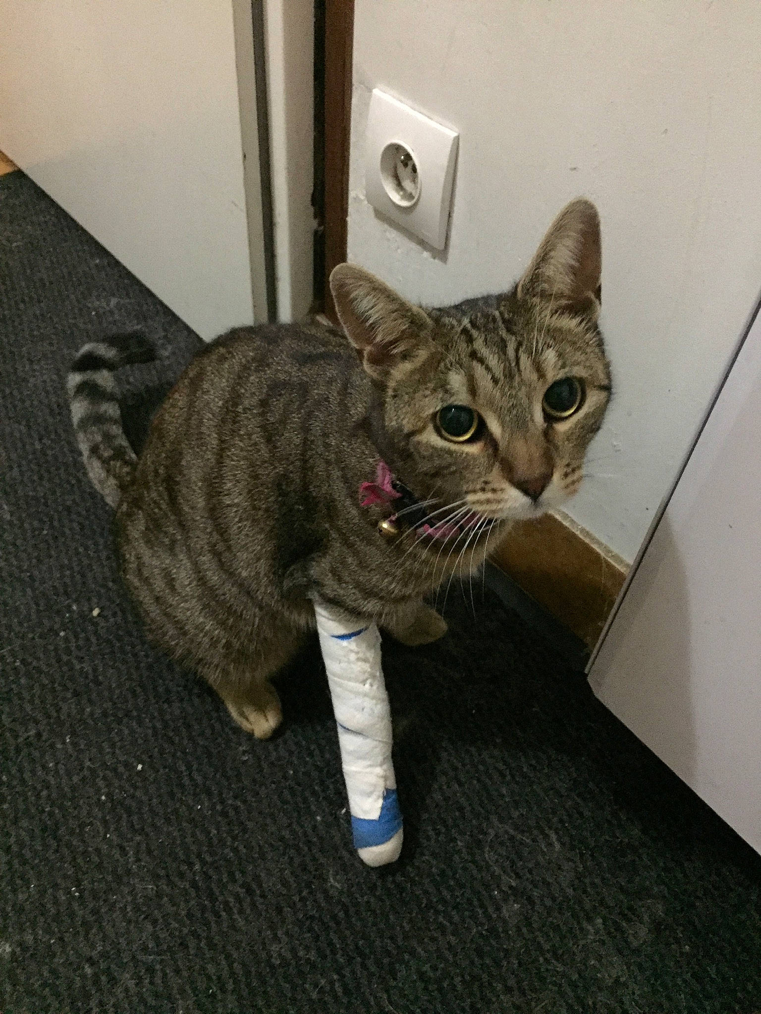 Opium participe au concours pour gagner de l'argent avec cette photo : carnivore, cat, claw, comfort, domestic_short_haired_cat, felidae, flooring, fur, paw, sitting, small_to_medium_sized_cats, snout, tail, terrestrial_animal, wall_plate, whiskers