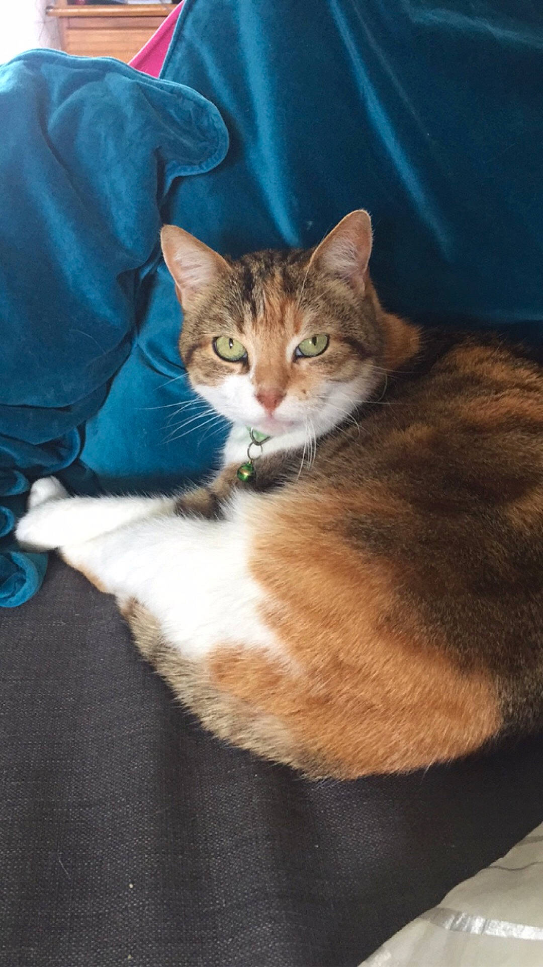 Fidji a rejoint le concours — aidez-le/la à gagner de superbes lots ! brown, carnivore, cat, cat_supply, claw, comfort, domestic_short_haired_cat, eye, fawn, felidae, fur, paw, sitting, small_to_medium_sized_cats, snout, tail, terrestrial_animal, tree, whiskers, window