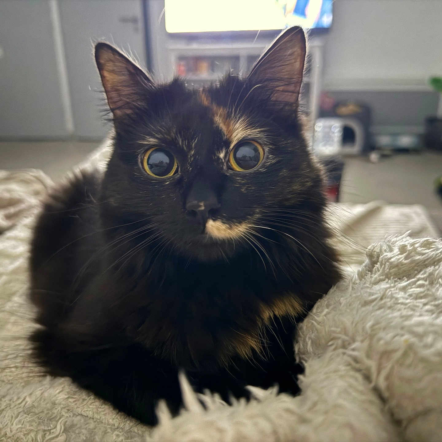 Shishi participe au concours pour gagner de l'argent avec cette photo : animal, blanket, cat, close_up, cozy, curious, domestic, focus, fur, furniture, home, indoor, living_room, pet, relaxed, soft_light, texture, tortoiseshell_cat, whiskers, wide_eyes