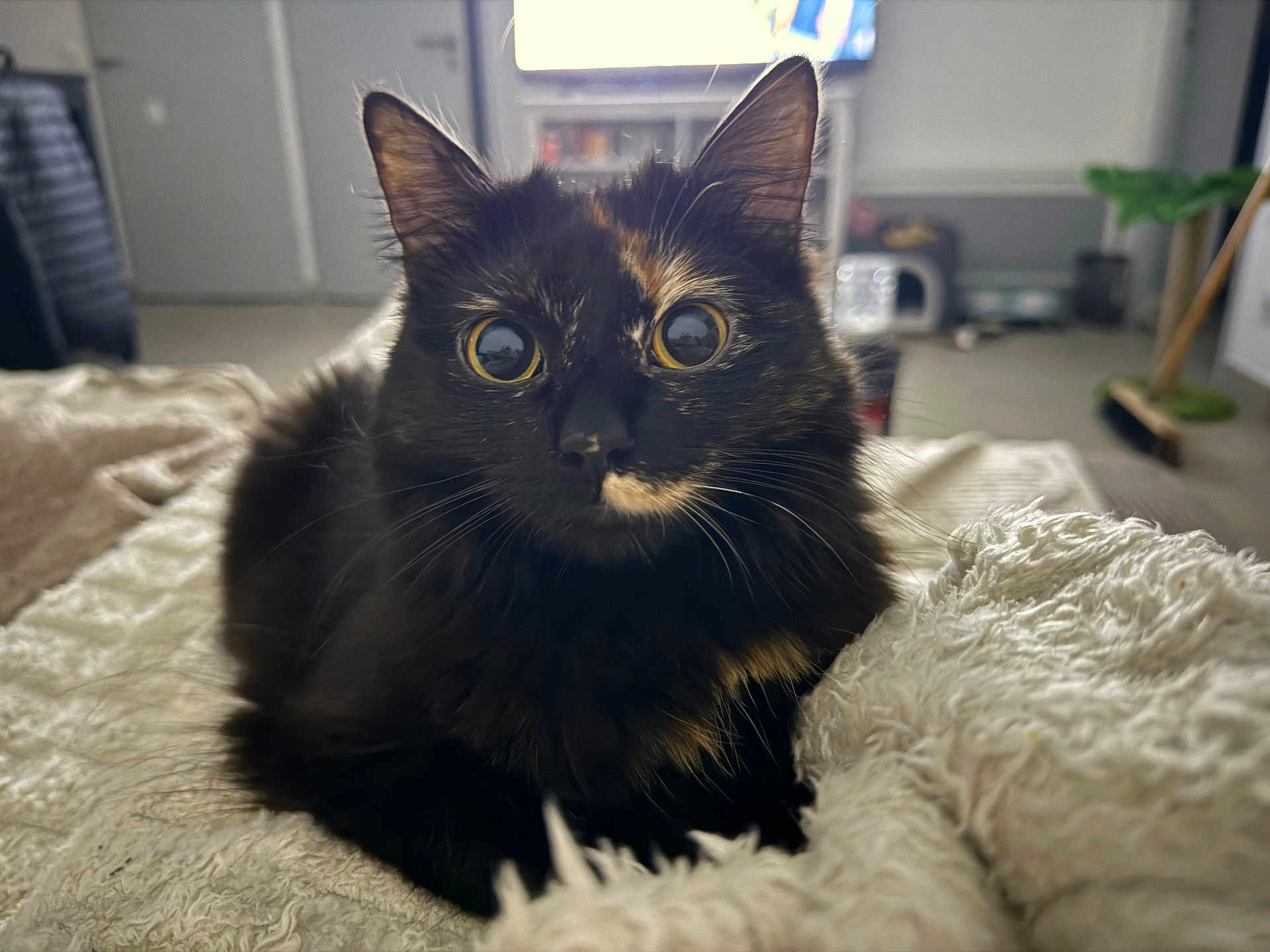 Shishi participe au concours pour gagner de l'argent avec cette photo : cat, tortoiseshell_cat, wide_eyes, blanket, indoor, furniture, living_room, curious, pet, fur, whiskers, cozy, texture, close_up, animal, domestic, home, relaxed, soft_light, focus