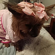 Kandy joined the competition — help win amazing prizes! animal, bedroom, blanket, bows, cozy, cute, decor, dog, domestic_animal, ears, fur, furniture, indoor, pet, pink_outfit, polka_dot, resting, sleepy, small_dog, soft_texture