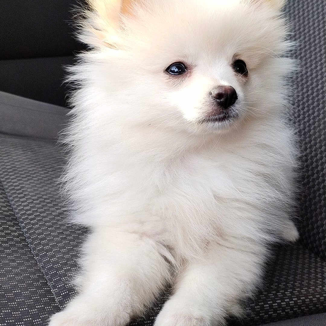 Vortex participe au concours pour gagner de l'argent avec cette photo : animal, canine, cockerspaniel, cushion, dog, eskimodog, homedecor, papillon, pet, puppy, whitedog