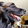 animal, canine, ceiling, clock, close_up, companion, dog, domestic, expression, fur, happy, indoors, muzzle, pet, portrait, side_profile, snout, teeth, tongue_out, warm_lighting