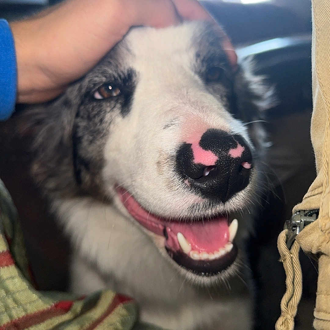 Axel Pestourie a rejoint le concours — aidez-le/la à gagner de superbes lots ! animal, blanket, bodypart, canine, collie, couch, dog, eskimodog, finger, furniture, hand, homedecor, hound, husky, mouth, person, pet, puppy, snout, teeth