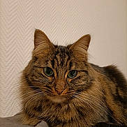 Nala a rejoint le concours — aidez-le/la à gagner de superbes lots ! animal, cat, closeup, cozy, cute, domestic, feline, fluffy, fur, green_eyes, indoor, lying_down, mammal, pet, portrait, relaxed, soft_light, tabby, texture, whiskers