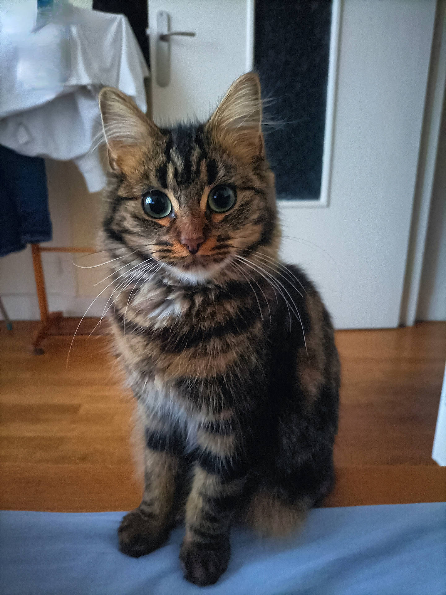 Nala participe au concours pour gagner de l'argent avec cette photo : abyssinian, animal, architecture, building, cat, couch, furniture, hardwood, indoors, interiordesign, kitten, livingroom, manx, pet, plywood, room, shelf, stainedwood, wood
