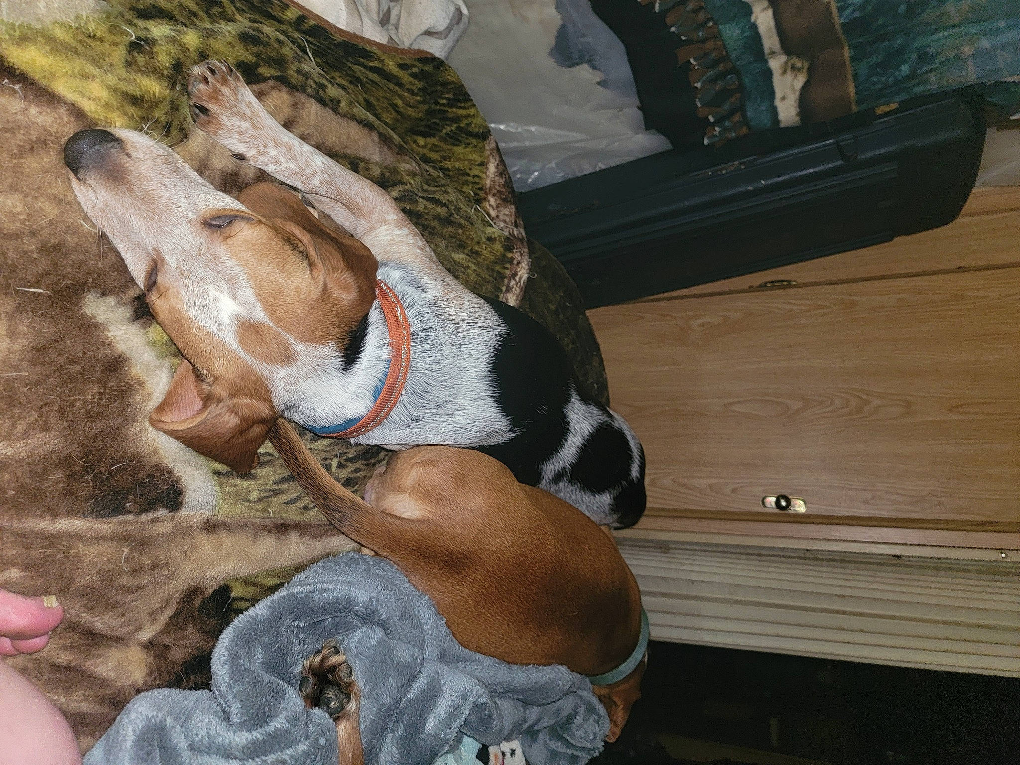 Trucker is registered to the contest to win money with this photo: carnivore, collar, comfort, companion_dog, dog, dog_breed, dog_collar, fawn, flooring, fur, hardwood, liver, lumber, paw, pet_supply, plank, sporting_group, varnish, wood, working_animal