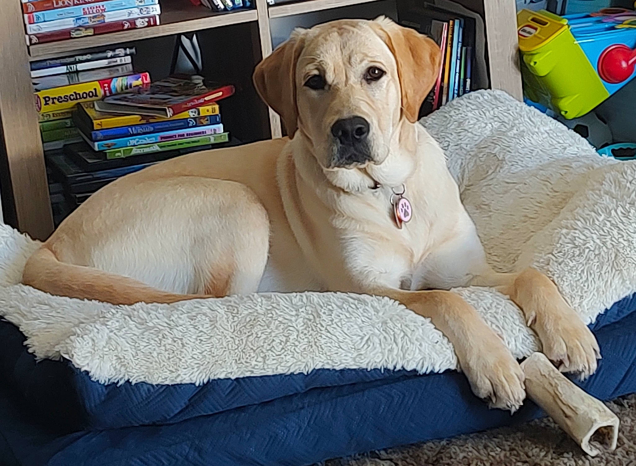 Riley is registered to the contest to win money with this photo: canidae, carnivore, collar, comfort, companion_dog, dog, dog_breed, dog_collar, dog_supply, fawn, fur, linens, non_sporting_group, paw, pet_supply, rectangle, snout, sporting_group, tail, working_animal