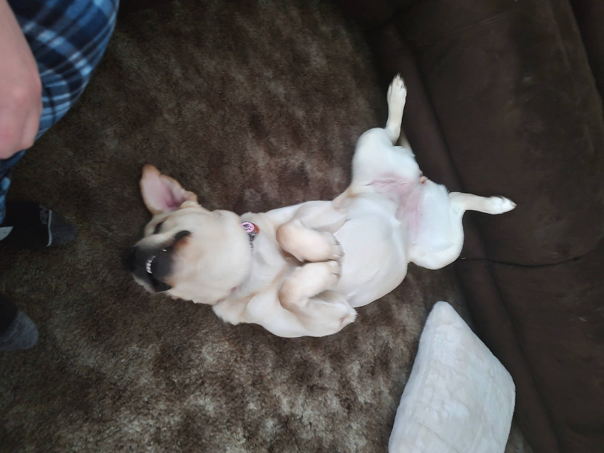 Riley is registered to the contest to win money with this photo: canidae, carnivore, comfort, companion_dog, dog, dog_breed, dog_supply, ear, fawn, felidae, flooring, fur, linens, paw, small_to_medium_sized_cats, sporting_group, tail, toy_dog, wood, working_animal