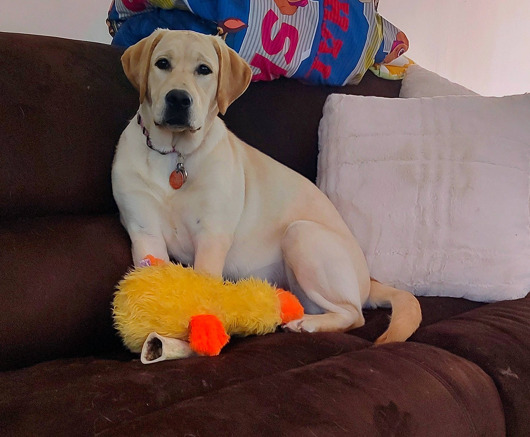 Riley joined the competition — help win amazing prizes! canidae, carnivore, collar, comfort, companion_dog, couch, dog, dog_breed, dog_clothes, dog_collar, dog_supply, fawn, fur, leash, paw, pet_supply, retriever, snout, sporting_group, working_animal