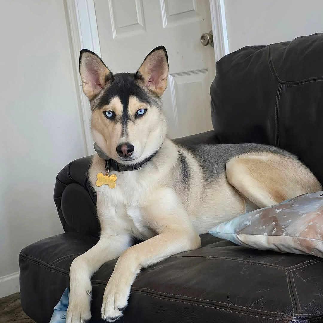 Axel joined the competition — help win amazing prizes! animal, blue_eyes, canine, collar, couch, dog, domestic, ears, furniture, home, husky, indoor, leather, looking_at_camera, pet, pillow, relaxed, sitting, snout, tag