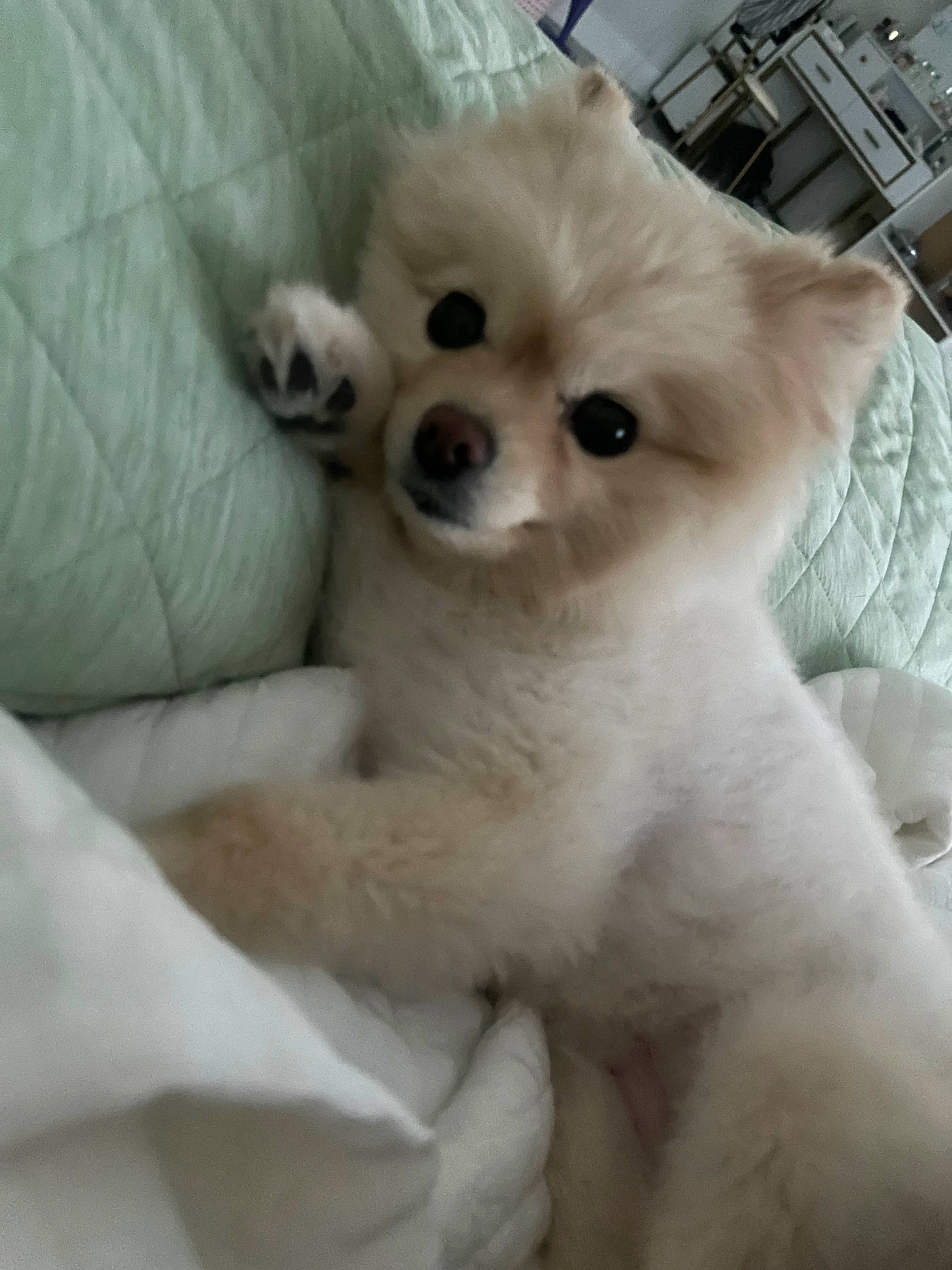 Milky is registered to the contest to win money with this photo: animal, bed, black_eyes, comfort, cozy, cute, dog, ears, face, fluffy, fur, indoors, light_color, lying_down, nose, paw, pet, quilt, resting, small_dog