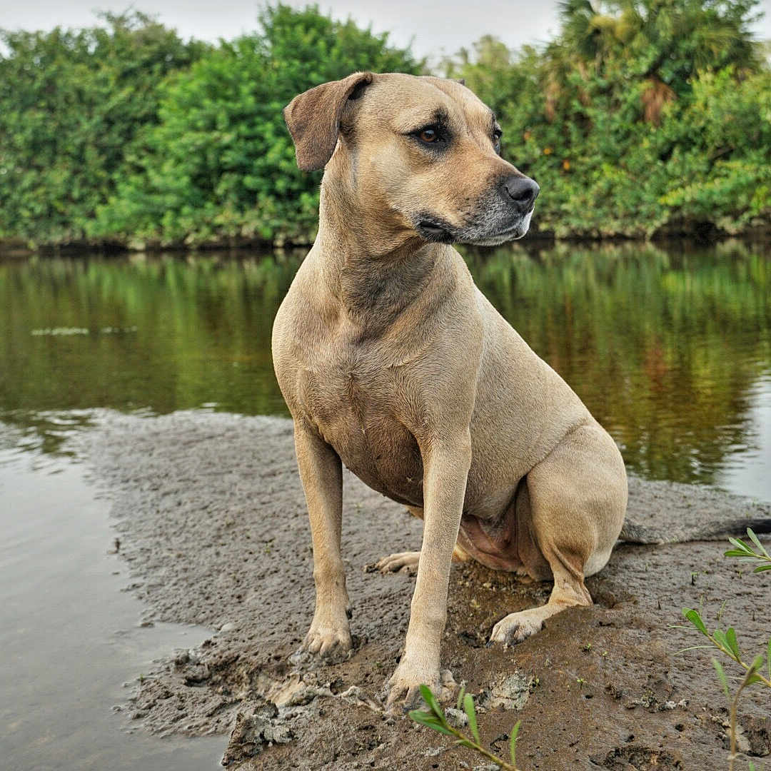 Kaylee joined the competition — help win amazing prizes! animal, canine, dog, grass, hound, jungle, lake, land, nature, outdoors, pet, plant, pond, puppy, rainforest, sea, tree, vegetation, water, woodland