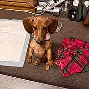 Ember joined the competition — help win amazing prizes! dog, dachshund, puppy, brown_dog, long_ears, sitting, upright, collar, pink_tag, indoors, carpet, pee_pad, blanket, dumbbells, shoes, chargers, furniture, home, portrait, funny