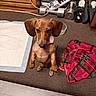 dog, dachshund, puppy, brown_dog, long_ears, sitting, upright, collar, pink_tag, indoors, carpet, pee_pad, blanket, dumbbells, shoes, chargers, furniture, home, portrait, funny