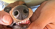 Ember joined the competition — help win amazing prizes! dog, puppy, canine, nose, snout, teeth, mouth, tongue, fur, brown_fur, close_up, portrait, pet, hands, human, indoors, blanket, funny, playful, teeth_showing