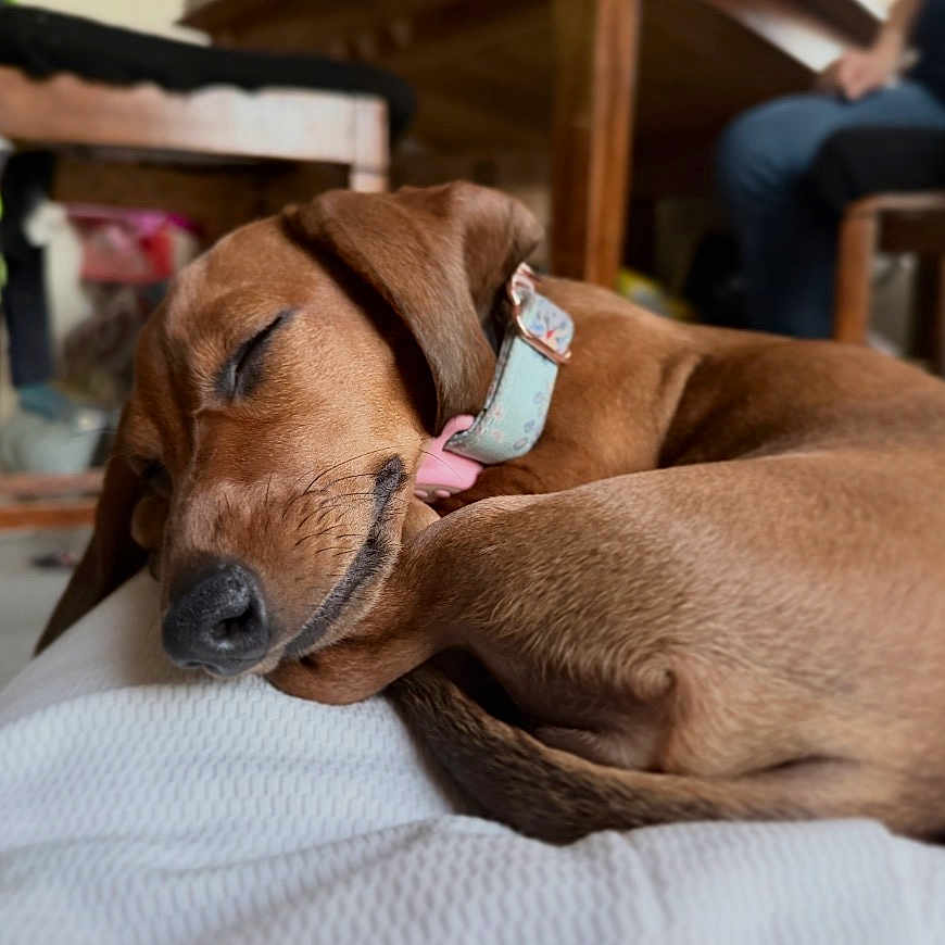 Ember joined the competition — help win amazing prizes! dog, sleeping, brown_dog, curled_up, pet, animal, collar, blanket, indoors, home, furniture, chair, table, cozy, relaxed, nap, closed_eyes, snout, floppy_ears, portrait