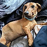 Ember joined the competition — help win amazing prizes! dog, small_dog, brown_dog, dachshund, pet, animal, floppy_ears, large_eyes, tongue, collar, blue_collar, lying_down, relaxed, bed, blanket, bedding, indoors, cozy, portrait, close_up