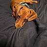 Ember joined the competition — help win amazing prizes! dog, dachshund, brown_dog, pet, animal, lying_down, sleeping, resting, bed, bedspread, harness, collar, tag, floppy_ears, long_body, short_legs, indoor, bedroom, cozy, portrait