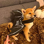 Baya a rejoint le concours — aidez-le/la à gagner de superbes lots ! dog, shiba_inu, puppy, pet, skeleton_costume, halloween, costume, dressed_up, orange_fur, pointed_ears, curled_tail, black_clothing, skeleton_print, couch, blanket, plush_toy, indoor, portrait, human_hand, cute