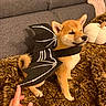 dog, shiba_inu, puppy, pet, skeleton_costume, halloween, costume, dressed_up, orange_fur, pointed_ears, curled_tail, black_clothing, skeleton_print, couch, blanket, plush_toy, indoor, portrait, human_hand, cute