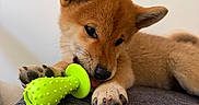 Baya a rejoint le concours — aidez-le/la à gagner de superbes lots ! dog, puppy, shiba_inu, canine, brown_fur, lying_down, chewing, dog_toy, green_toy, squeaky_toy, pet, animal, close_up, portrait, indoor, sofa, couch, paws, ears, cute